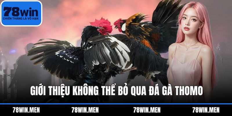 Giới thiệu không thể bỏ qua Đá Gà Thomo